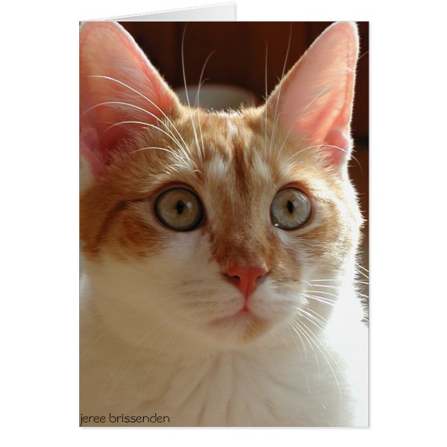 Cartão Pumperníquel (Frente)