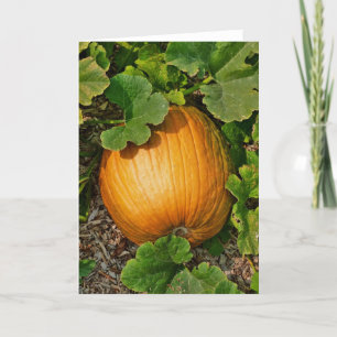 Cartão Pumpkin Patch