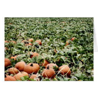 Cartão Pumpkin Patch em Lawrence, KS