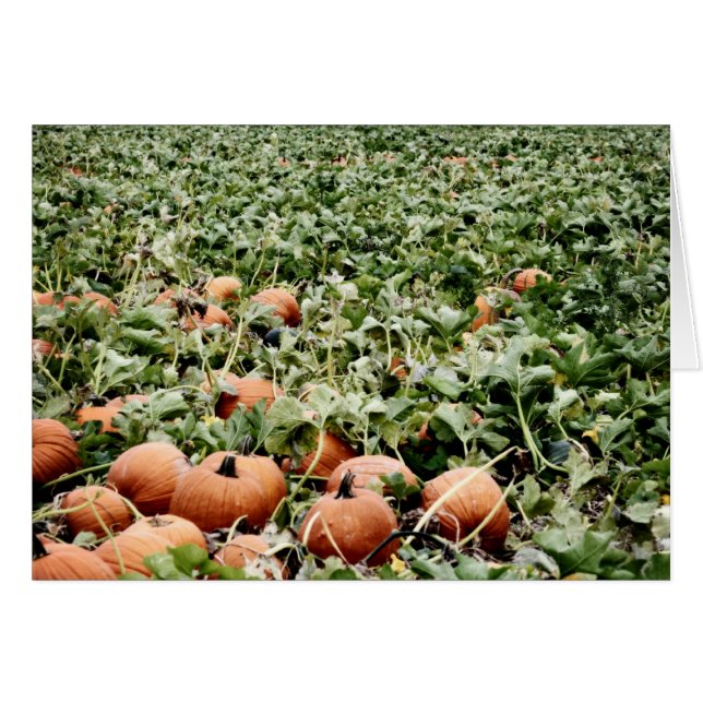 Cartão Pumpkin Patch em Lawrence, KS (Frente Horizontal)