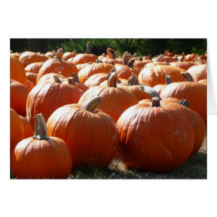 Cartão Pumpkins Foto para Queda, Dia das Bruxas ou Ação d