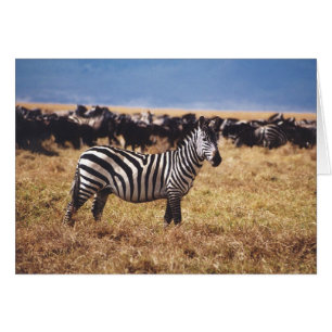 Cartão Pundamilia (zebra)