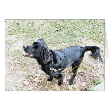 Pup Esperando Para Ir A Caminho