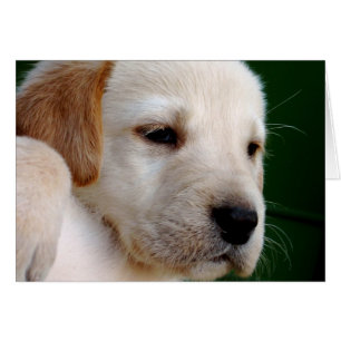 Cartão Puppia de laboratório amarela