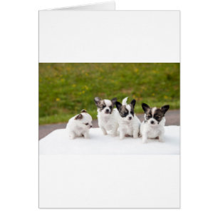 Cartão puppies-453532.jpg