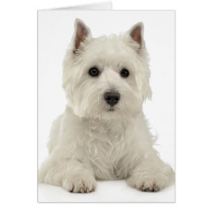 Cartão Puppy Dog Westie, Altura Ocidental,