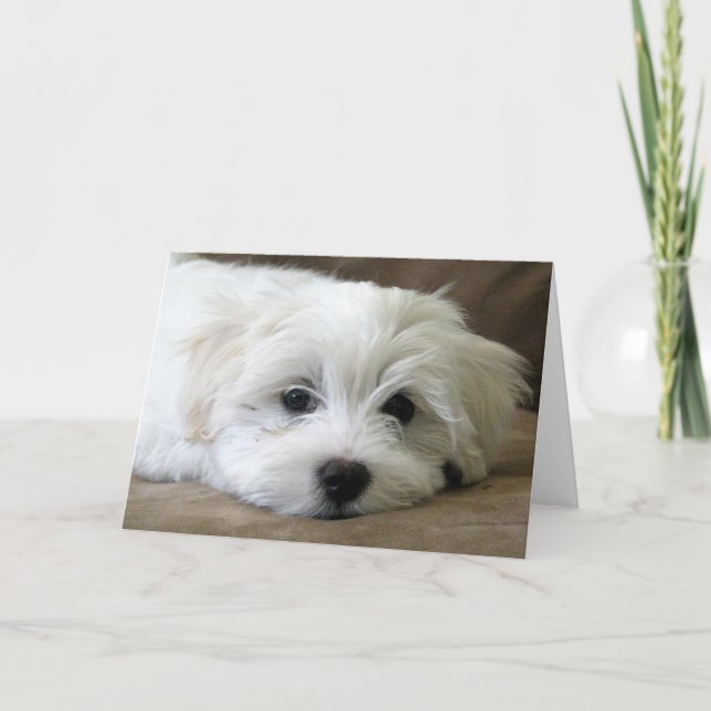 Cartão Puppy Eyes (Frente)