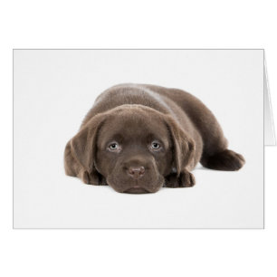 Cartão Puppy Labrador Ultra Cute
