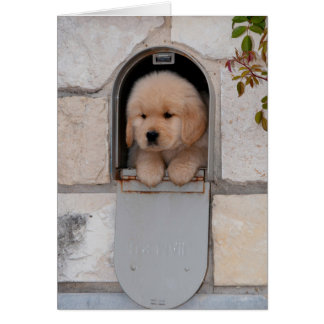 Cartão Puppy Mail