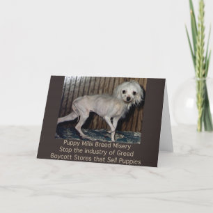 Cartão Puppy Mills Breed Misery Card