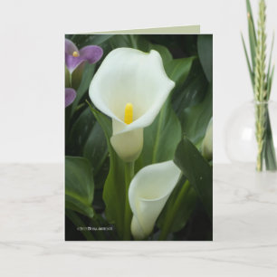 Cartão Pure Calla