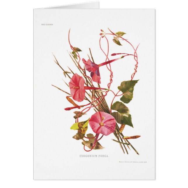 Cartão Purga de Exogonium (purga do Ipomoea) (Frente)