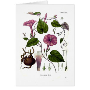 Cartão Purga de Ipomea (jalap)