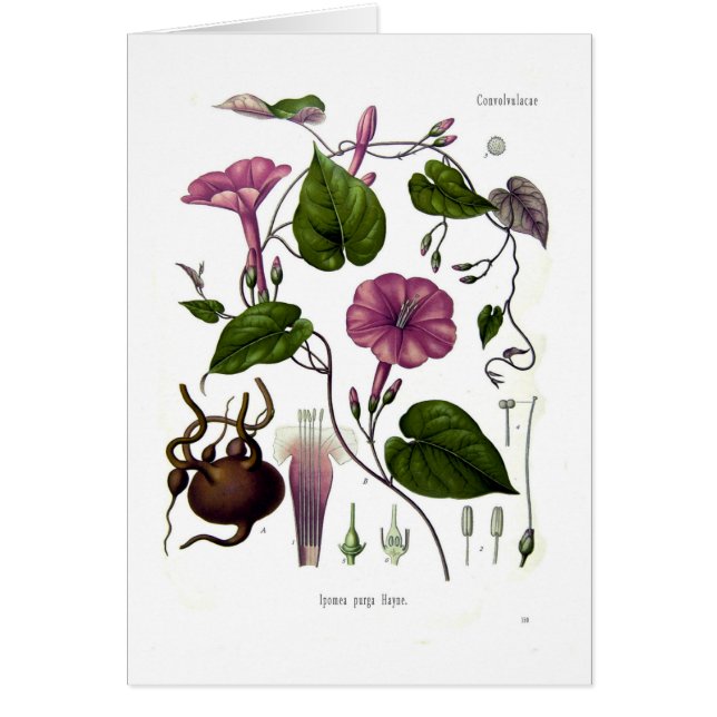 Cartão Purga de Ipomea (jalap) (Frente)