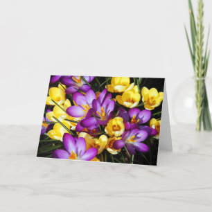 Cartão Purple and yellow crocus flowers greeting card