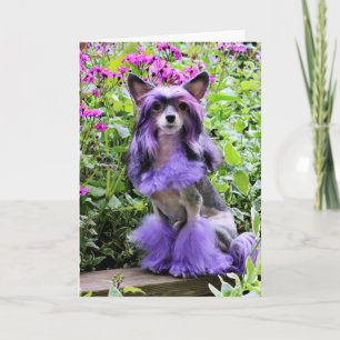 Cartão Purple Chinese Crested Dog in Pink Flowers