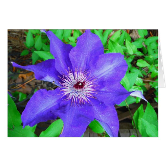 Cartão Purple Clematis Flower (Frente Horizontal)