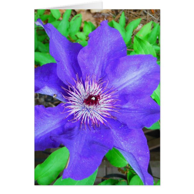 Cartão Purple Clematis Flower (Frente)