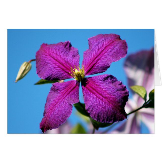 Cartão Purple Clematis Flower (Frente horizontal)