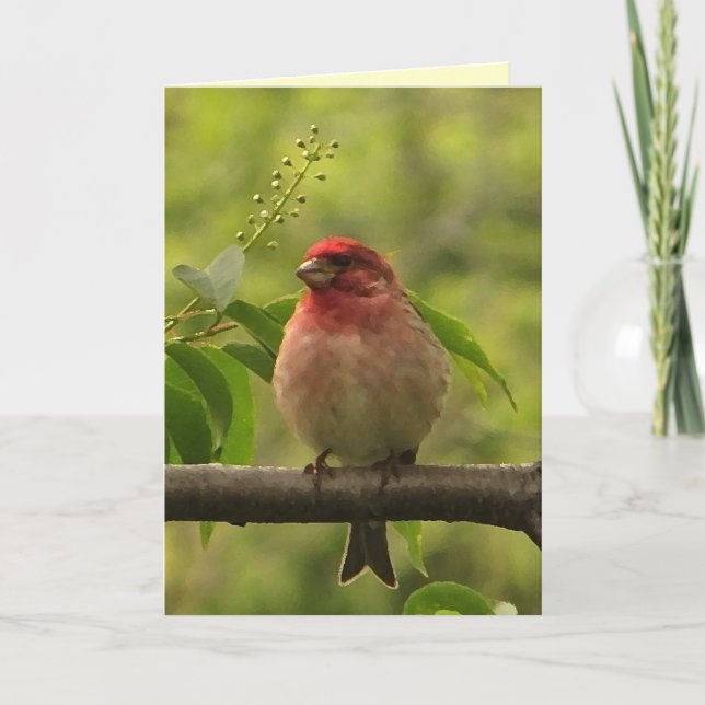 Cartão Purple Finch Birthday (Frente)