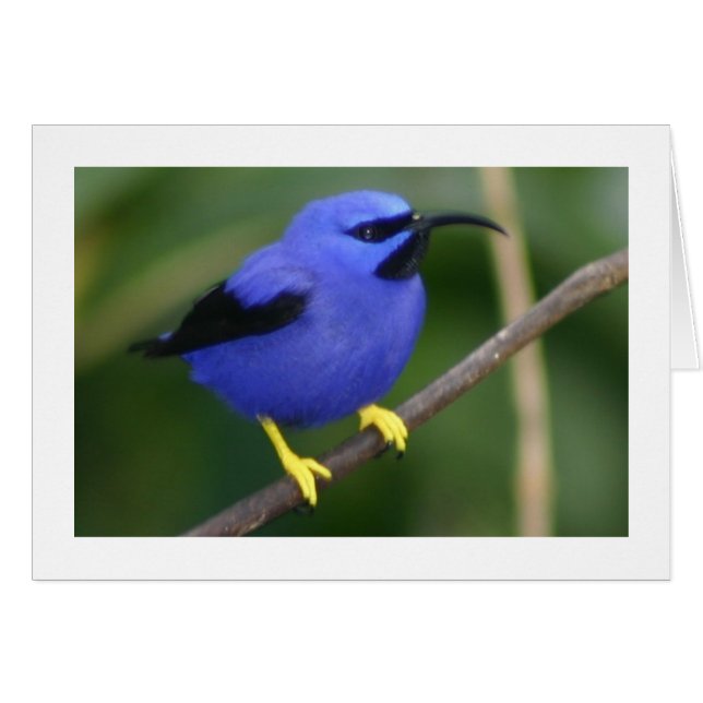 Cartão Purple Honeycreeper (Frente Horizontal)