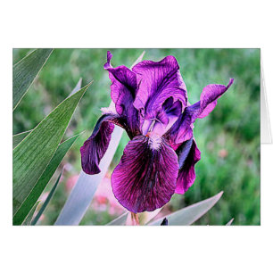 Cartão Purple Iris