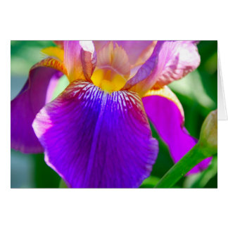 Cartão Purple Iris