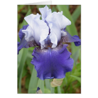 Cartão Purple Iris
