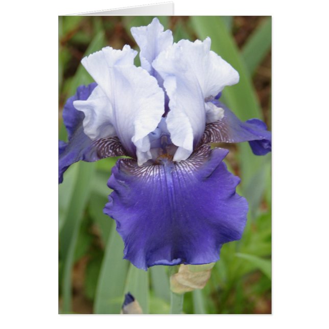 Cartão Purple Iris (Frente)