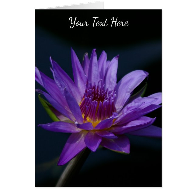 Cartão Purple Lotus Waterlily (Frente)