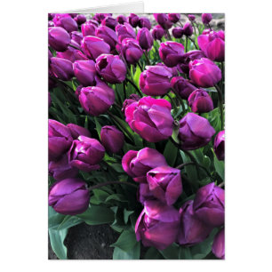 Cartão Purple Prince Tulips