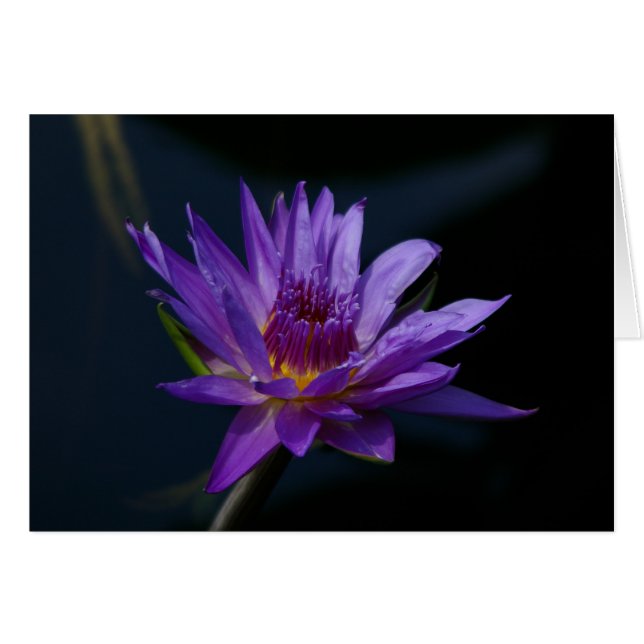 Cartão Purple Waterlily (Frente Horizontal)