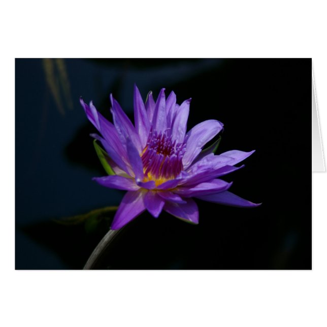 Cartão Purple Waterlily Lotus (Frente Horizontal)