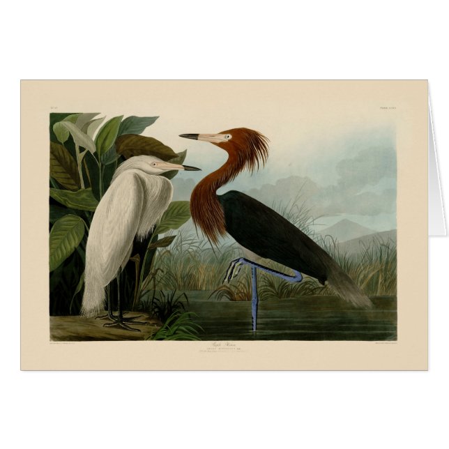Cartão Púrpura Heron Audubon Bird Willife Painting (Frente Horizontal)