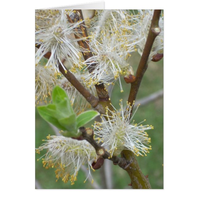 Cartão Pussy-willows (Frente)