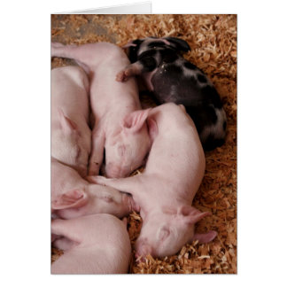 Cartão Puyallup Fair Piglets