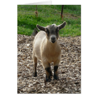 Cartão Pygmy Goat Doe