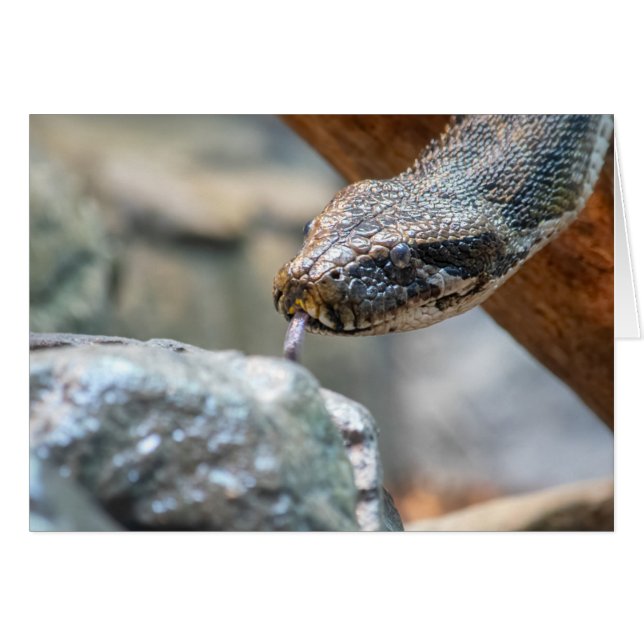 Cartão Python (Frente Horizontal)