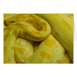 Cartão Python Amarelo birmanês