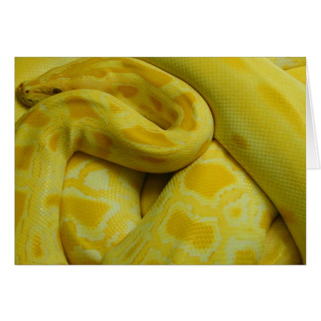Cartão Python Amarelo birmanês (Frente Horizontal)