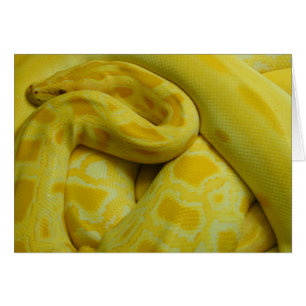 Cartão Python Amarelo birmanês