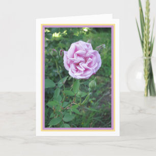 Cartão Quadro Dourado de Fotografia Rosa púrpura rosa-ros