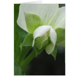 Cartão Qualquer Fotografia de Macro Floral de Ocasião