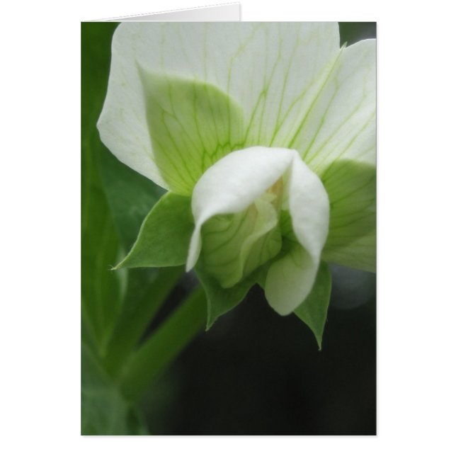 Cartão Qualquer Fotografia de Macro Floral de Ocasião (Frente)