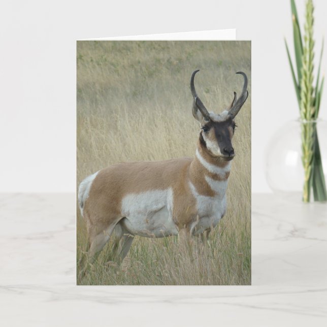 Cartão Quantia choruda do antílope de A9 Pronghorn (Frente)