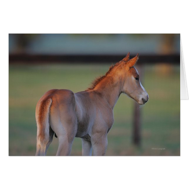 Cartão Quarter Horse Foal (Frente Horizontal)