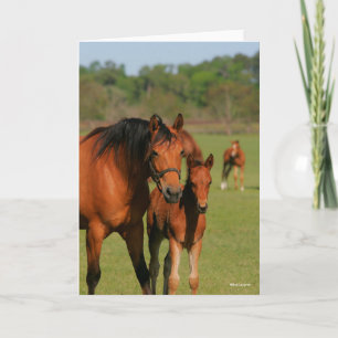 Cartão Quarter Horse Mare e Foto em Permanente