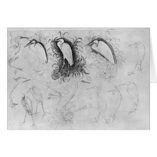 Cartão Quatorze egrets, o do álbum de Vallardi