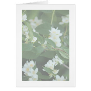 Cartão Quatro dólares