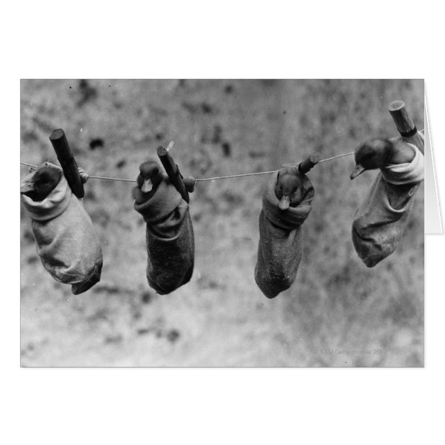 Cartão Quatro filhotes de um dia pegaram do mal (Frente Horizontal)